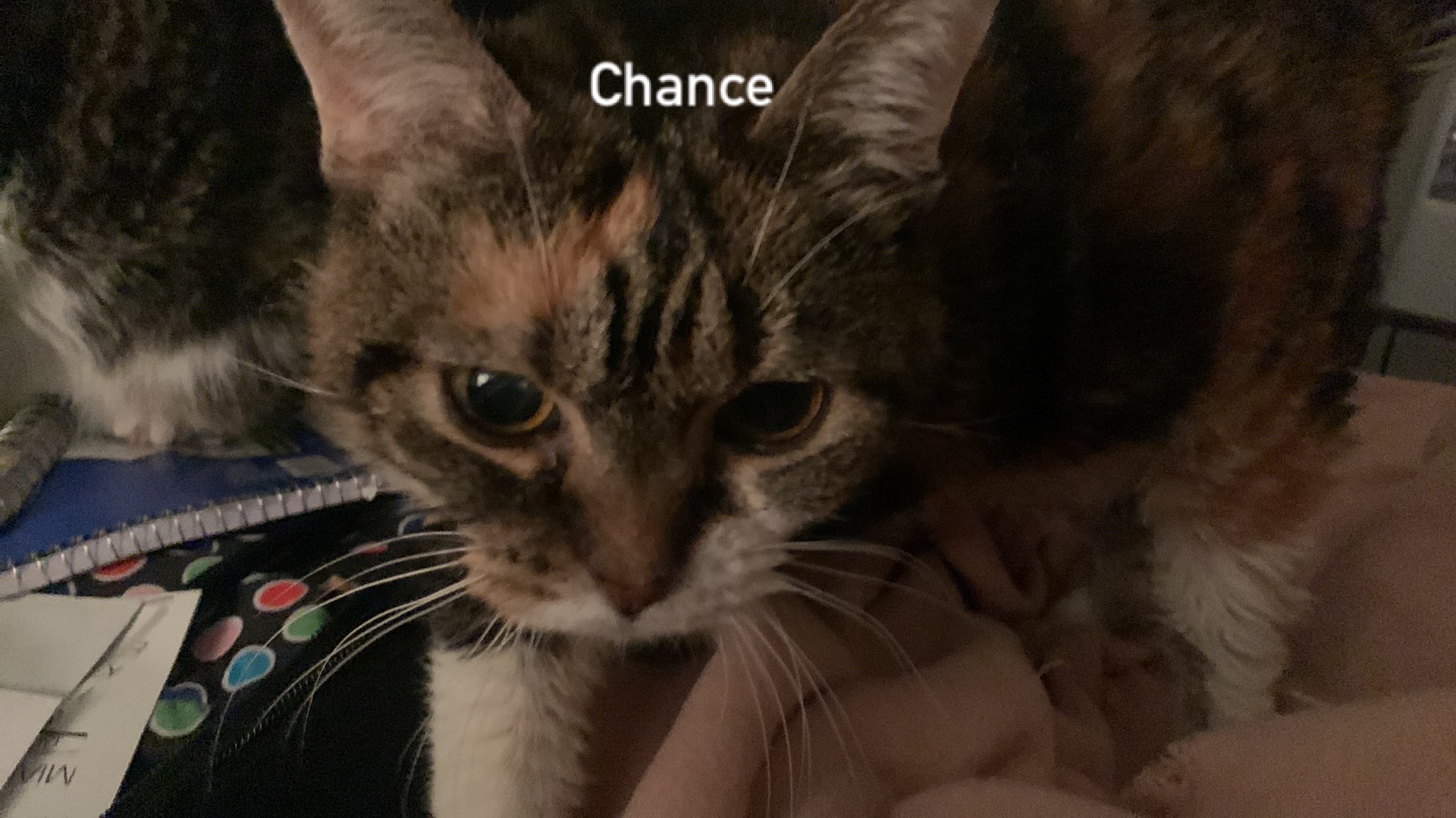 current photo